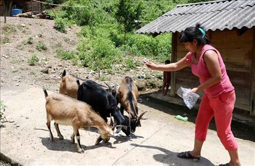 Được Nhà nước hỗ trợ, nhiều hộ gia đình dân tộc Mảng ở xã Nậm Pì, huyện Nậm Nhùn đã đầu tư nuôi dê để phát triển kinh tế. Ảnh: Công Tuyên-TTXVN Được Nhà nước hỗ trợ, nhiều hộ gia đình dân tộc Mảng ở xã Nậm Pì, huyện Nậm Nhùn đã đầu tư nuôi dê để phát triển kinh tế. Ảnh: Công Tuyên-TTXVN