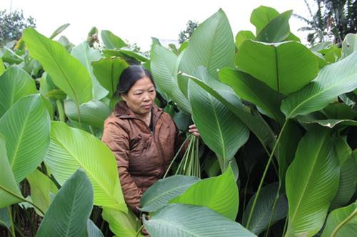 Lá dong Tràng Cát vào mùa ảnh 1