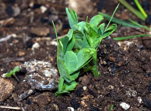 Đậu Hà Lan mới nảy mầm. Ảnh :khoahocphattrien.vn Đậu Hà Lan mới nảy mầm. Ảnh :khoahocphattrien.vn