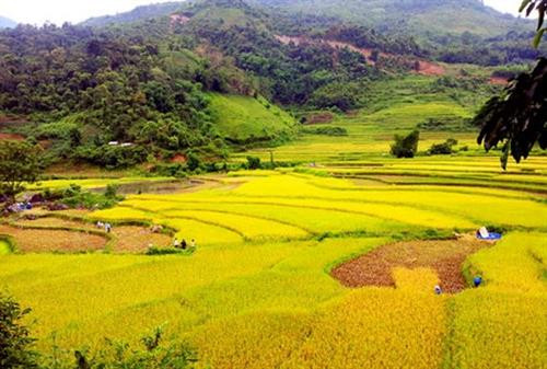 Ruộng bậc thang xã Công Bằng vào mùa lúa chín. Ảnh baobackan.org.vn Ruộng bậc thang xã Công Bằng vào mùa lúa chín. Ảnh baobackan.org.vn