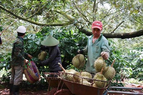 Người dân huyện Krông Pắk thu hoạch sầu riêng với mô hình trồng áp dụng tiêu chuẩn VietGAP. Ảnh: Tuấn Anh – TTXVN Người dân huyện Krông Pắk thu hoạch sầu riêng với mô hình trồng áp dụng tiêu chuẩn VietGAP. Ảnh: Tuấn Anh – TTXVN