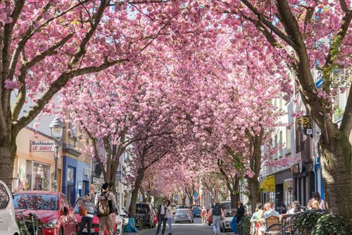 Vào dịp cuối xuân hàng năm, khu phố Altstadt ở thành phố Bonn phía tây nước Đức lại được nhuộm hồng bởi hàng trăm cây anh đào đang nở hoa rực rỡ. Ảnh: Heike Mund. Bonn là thành phố nằm phía nam bang Nordrhein-Westfalen, cạnh bờ sông Rhine. Đây là một trong những thành phố cổ và có trường đại học Bonn nổi tiếng của Đức. Ảnh: Flickr. Ở khu phố Altstadt trồng rất nhiều cây anh đào hai bên vỉa hè. Mỗi mùa xuân hoa nở tạo nên một "đường hầm hoa anh đào" đẹp mê mẩn. Altstadt được nhiều lần bình chọn là nơi có "đường hầm hoa" đẹp nhất thế giới. Ảnh: Flickr. Hoa anh đào ở đây thường nở trong 2-3 tuần vào cuối tháng 4 đầu tháng 5. Hai hàng cây anh đào bung nở trở thành một điểm đến hấp dẫn, thu hút du khách, nhiếp ảnh gia và cả người dân địa phương tới tản bộ, vãn cảnh, chụp ảnh lưu niệm. Ảnh: Geisler. Altstadt có nghĩa là "Old Town" - Phố cổ của Bonn, trong đó hai đoạn đường Heerstraße và Breite Straße trồng nhiều hoa anh đào nhất. Trước đây khu phố rất bình thường và mọi người chỉ nhớ đến nó với cảnh tắc đường. Vào giữa thập niên 1980, các nhà quy hoạch đô thị thực hiện một cuộc đổi mới cho những con đường nhỏ hẹp ở đây để giảm ách tắc giao thông và trồng thêm hoa anh đào Nhật Bản. Ảnh: Heike Mund. Ban đầu thành phố Bonn trồng 60 cây anh đào Nhật Bản có màu hồng tươi. Sau khi những cây ban đầu đã trồng được 30 năm thì thành phố thay thế bằng khoảng 300 cây mới vào năm 2014. Ảnh: Heike Mund. Những con đường hoa anh đào ở Bonn từ đó trở thành điểm đến nổi tiếng không chỉ trong nước Đức mà cả thế giới. Ở Altstadt không tổ chức lễ hội hoa anh đào thường niên như các nước châu Á nhưng có chợ flea market bán phụ kiện, đồ lưu niệm và đồ ăn, biểu diễn nhạc sống ngoài trời... phục vụ du khách. Ảnh: Heike Mund. Vào dịp cuối xuân hàng năm, khu phố Altstadt ở thành phố Bonn phía tây nước Đức lại được nhuộm hồng bởi hàng trăm cây anh đào đang nở hoa rực rỡ. Ảnh: Heike Mund. Bonn là thành phố nằm phía nam bang Nordrhein-Westfalen, cạnh bờ sông Rhine. Đây là một trong những thành phố cổ và có trường đại học Bonn nổi tiếng của Đức. Ảnh: Flickr. Ở khu phố Altstadt trồng rất nhiều cây anh đào hai bên vỉa hè. Mỗi mùa xuân hoa nở tạo nên một "đường hầm hoa anh đào" đẹp mê mẩn. Altstadt được nhiều lần bình chọn là nơi có "đường hầm hoa" đẹp nhất thế giới. Ảnh: Flickr. Hoa anh đào ở đây thường nở trong 2-3 tuần vào cuối tháng 4 đầu tháng 5. Hai hàng cây anh đào bung nở trở thành một điểm đến hấp dẫn, thu hút du khách, nhiếp ảnh gia và cả người dân địa phương tới tản bộ, vãn cảnh, chụp ảnh lưu niệm. Ảnh: Geisler. Altstadt có nghĩa là "Old Town" - Phố cổ của Bonn, trong đó hai đoạn đường Heerstraße và Breite Straße trồng nhiều hoa anh đào nhất. Trước đây khu phố rất bình thường và mọi người chỉ nhớ đến nó với cảnh tắc đường. Vào giữa thập niên 1980, các nhà quy hoạch đô thị thực hiện một cuộc đổi mới cho những con đường nhỏ hẹp ở đây để giảm ách tắc giao thông và trồng thêm hoa anh đào Nhật Bản. Ảnh: Heike Mund. Ban đầu thành phố Bonn trồng 60 cây anh đào Nhật Bản có màu hồng tươi. Sau khi những cây ban đầu đã trồng được 30 năm thì thành phố thay thế bằng khoảng 300 cây mới vào năm 2014. Ảnh: Heike Mund. Những con đường hoa anh đào ở Bonn từ đó trở thành điểm đến nổi tiếng không chỉ trong nước Đức mà cả thế giới. Ở Altstadt không tổ chức lễ hội hoa anh đào thường niên như các nước châu Á nhưng có chợ flea market bán phụ kiện, đồ lưu niệm và đồ ăn, biểu diễn nhạc sống ngoài trời... phục vụ du khách. Ảnh: Heike Mund.