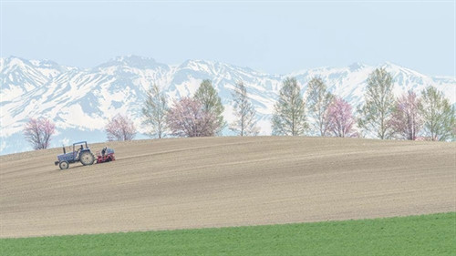 Đắm say mùa hoa anh đào Nhật Bản ảnh 10