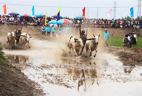 Lễ hội đua bò Châu Đốc diễn ra đúng vào dịp Lễ hội Vía Bà Chúa Xứ Núi Sam (An Giang). Ảnh: Công Mạo -TTXVN Lễ hội đua bò Châu Đốc diễn ra đúng vào dịp Lễ hội Vía Bà Chúa Xứ Núi Sam (An Giang). Ảnh: Công Mạo -TTXVN
