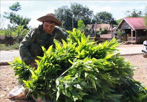 Người dân xã Ea Trang chuẩn bị cây giống để trồng rừng. Ảnh: Phạm Cường-TTXVN Người dân xã Ea Trang chuẩn bị cây giống để trồng rừng. Ảnh: Phạm Cường-TTXVN