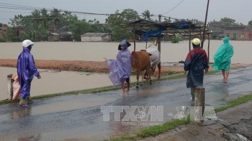 Người dân đưa trâu bò lên đường để tránh lũ Người dân đưa trâu bò lên đường để tránh lũ