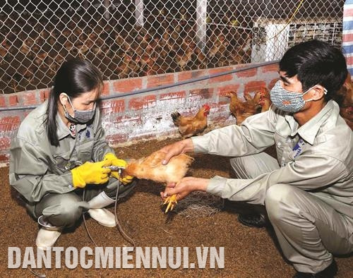 Tiêm phòng vắc xin tăng sức đề kháng cho gia súc, gia cầm. Tiêm phòng vắc xin tăng sức đề kháng cho gia súc, gia cầm.