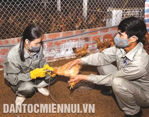 Tiêm phòng vắc xin tăng sức đề kháng cho gia súc, gia cầm.