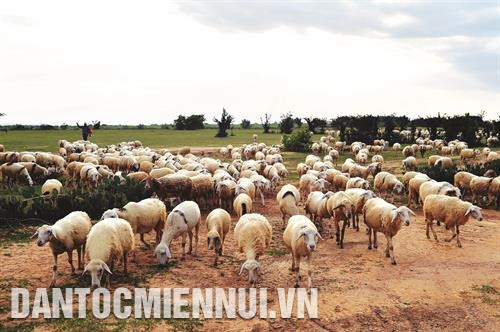 Chăn thả gia súc vào sáng sớm và chiều mát trong những ngày nắng nóng. Chăn thả gia súc vào sáng sớm và chiều mát trong những ngày nắng nóng.