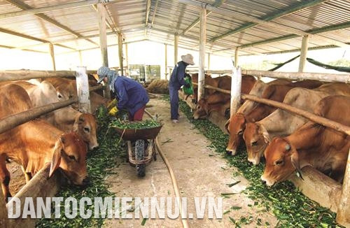 Cho gia súc ăn nhiều thức ăn xanh, giảm tinh bột, đường, mỡ. Cho gia súc ăn nhiều thức ăn xanh, giảm tinh bột, đường, mỡ.