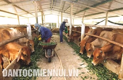 Cho gia súc ăn nhiều thức ăn xanh, giảm tinh bột, đường, mỡ.