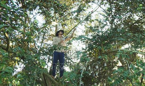 Nông dân Tiền Giang thu hoạch vú sữa. Ảnh: Nam Thái - TTXVN Nông dân Tiền Giang thu hoạch vú sữa. Ảnh: Nam Thái - TTXVN