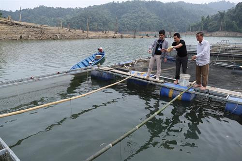 Tận dụng mặt nước hồ thủy điện, đồng bào dân tộc ở xã Đồng Văn đã phát triển nghề nuôi cá lồng, tạo việc làm và nâng cao thu nhập. Ảnh: Nam Sương