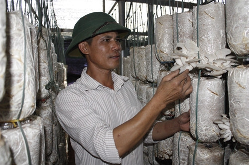 Anh Khanh với các bịch nấm sò đang kỳ thu hoạch. Ảnh: Hồng Điệp - TTXVN
