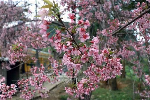 Hoa và lộc non của Tớ Dày cùng nảy nở, sinh sôi, nhưng lá non đã bị màu phớt hồng, đỏ rực của cánh hoa và nhụy hoa, kết nối thành từng chùm lấn át, giành lấy quyền sặc sỡ, tô điểm không gian. Ảnh: Xuân Tiến - TTXVN