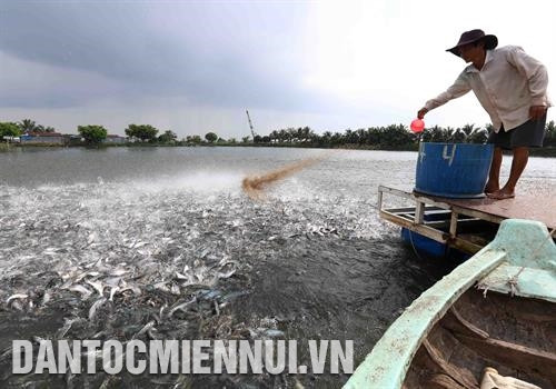 Thức ăn đầy đủ dinh dưỡng giúp cá phát triển khỏe mạnh. Ảnh: Vũ Sinh Thức ăn đầy đủ dinh dưỡng giúp cá phát triển khỏe mạnh. Ảnh: Vũ Sinh
