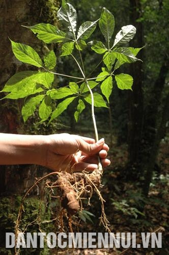 Được sự hỗ trợ của Dự án bảo tồn và phát triển sâm Ngọc Linh, 80% số hộ đồng bào ở xã Măng Ri đã tích cực giữ rừng và trồng được gần 50 ha sâm dây, hàng chục ha sâm Ngọc Linh. Ảnh: Văn Phương