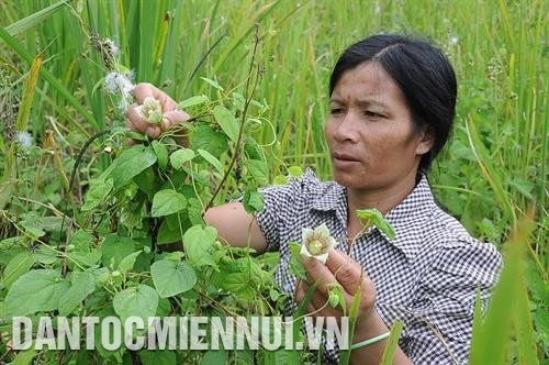 Chị Y Hlạng ở làng Pu Tá, xã Măng Ri là một trong số không ít hộ đã thoát nghèo nhờ hơn 1 ha sâm. Ảnh: Văn Phương