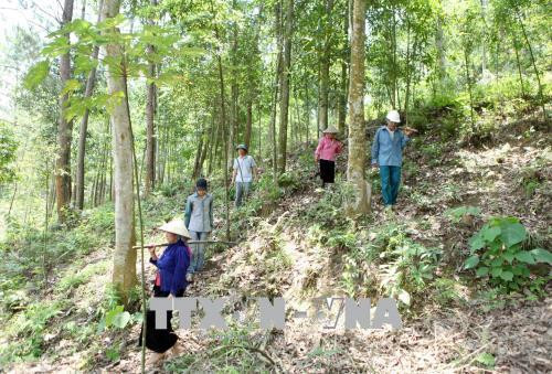 Người dân khu 9, thị trấn Than Uyên, thường xuyên kiểm tra làm cỏ, phát quang dọn thực bì phòng chống cháy rừng. Ảnh: Quý Trung – TTXVN