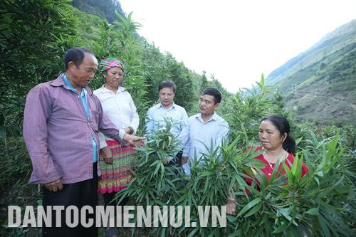 Nhổ mạ cấy lúa vụ Xuân - Hè ở huyện Trạm Tấu. Ảnh: Hoàng Hà Cán bộ Trạm Khuyến nông huyện Trạm Tấu hướng dẫn đồng bào Mông trồng cây măng sặt trên sườn núi dốc. Đây là loại cây trồng 1 lần khai thác cả đời, cho giá trị kinh tế cao. Ảnh: Hoàng Hà Phó Trưởng Phòng Dân tộc huyện Trạm Tấu - anh Lầu Kỷ xuống bản vận động đồng bào dân tộc xóa bỏ các hủ tục lạc hậu như tảo hôn, hôn nhân cận huyết thống, thách cưới…. Ảnh: Hoàng Hà