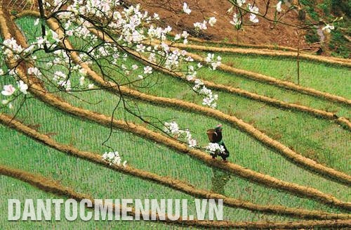 Mùa xuân trên những bản làng người Mông ở huyện Trạm Tấu. Ảnh: Thanh Miền