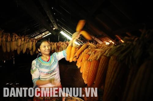 Mùa thu hoạch ngô ở huyện Trạm Tấu. Ảnh: Hoàng Hà