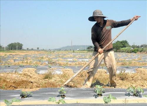 Nông dân chăm sóc diện tích trồng dưa hấu tại bãi bồi ven sông Trà Khúc thuộc địa bàn huyện Sơn Tịnh (Quảng Ngãi). Ảnh: Sỹ Thắng – TTXVN