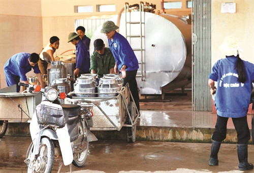 Các trạm thu mua sữa trong huyện luôn tấp nập nhận sữa cho bà con Các trạm thu mua sữa trong huyện luôn tấp nập nhận sữa cho bà con