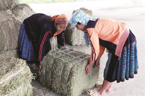 Chuẩn bị cỏ khô làm thức ăn dự trữ cho bò Chuẩn bị cỏ khô làm thức ăn dự trữ cho bò