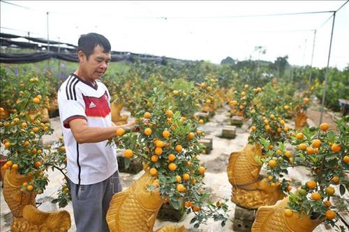 Quất, bưởi Văn Giang sẵn sàng cho Tết Nguyên đán Canh Tý 2020 ảnh 6 Quất, bưởi Văn Giang sẵn sàng cho Tết Nguyên đán Canh Tý 2020 ảnh 6