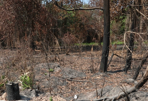 Hiện trường một vụ cháy rừng tại khu vực giáp ranh xã Cửa Cạn và xã Gành Dầu. Theo người dân địa phương, đám cháy bắt nguồn từ tàn lửa của những người lấy mật ong rừng. Ảnh chụp chiều ngày 31/3/2016.