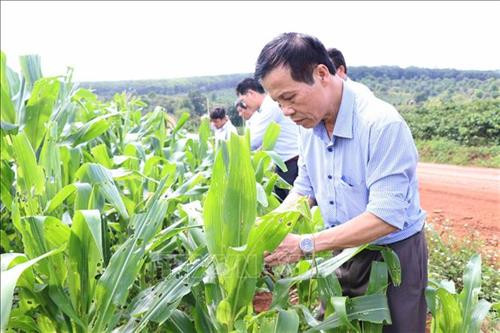 Ngành nông nghiệp và các cơ quan chức năng tỉnh Gia Lai tìm phương án xử lý sâu keo mùa thu. Ảnh: Dư Toán – TTXVN Ngành nông nghiệp và các cơ quan chức năng tỉnh Gia Lai tìm phương án xử lý sâu keo mùa thu. Ảnh: Dư Toán – TTXVN