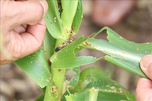 Sâu keo mùa thu bị tiêu diệt bởi các loại thuốc bảo vệ thực vật chứa hoạt chất sinh học Emamectin benzoate, Abamectin,… như Angun 5WG, Radiant 60SC, Voliam 63SC kết hợp thuốc kiến,…. Ảnh: Dư Toán – TTXVN Sâu keo mùa thu bị tiêu diệt bởi các loại thuốc bảo vệ thực vật chứa hoạt chất sinh học Emamectin benzoate, Abamectin,… như Angun 5WG, Radiant 60SC, Voliam 63SC kết hợp thuốc kiến,…. Ảnh: Dư Toán – TTXVN