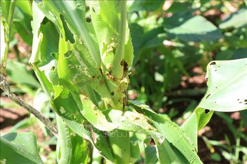 Hàng nghìn hecta ngô tại Gia Lai bị sâu keo mùa thu tấn công. Ảnh: Dư Toán – TTXVN Hàng nghìn hecta ngô tại Gia Lai bị sâu keo mùa thu tấn công. Ảnh: Dư Toán – TTXVN