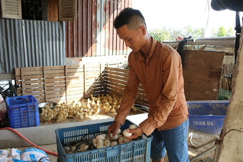 Tổ hợp tác nuôi vịt rọ ở Tháp Mười đã được nhân rộng với 13 thành viên và hơn 70.000 con vịt Tổ hợp tác nuôi vịt rọ ở Tháp Mười đã được nhân rộng với 13 thành viên và hơn 70.000 con vịt