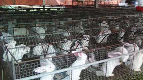 Thỏ được phối giống lúc 4-5 tháng tuổi. Ảnh: nhanong.netnews.vn Thỏ được phối giống lúc 4-5 tháng tuổi. Ảnh: nhanong.netnews.vn