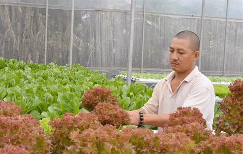 Anh Bíc đã tạo việc làm cho 7 - 10 lao động thời vụ tại địa phương với thu nhập bình quân 5 triệu/người/tháng từ vườn rau của mình.