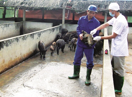 Cần tiêm phòng và định kỳ tẩy giun sán cho lợn rừng lai để phòng bệnh
