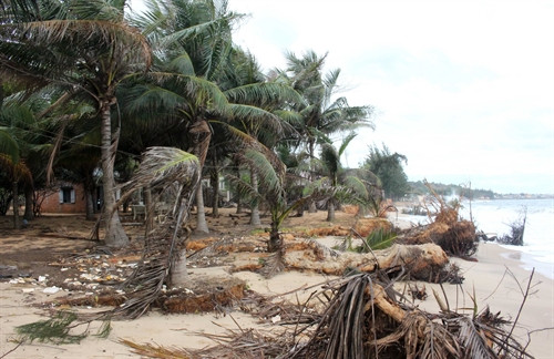 Những cây dừa ven biển bị sóng cuốn trôi. Những cây dừa ven biển bị sóng cuốn trôi.