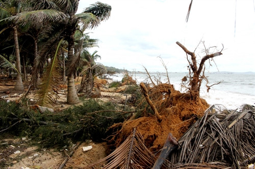 Những cây dừa và phi lao ven biển bị sóng biển cuốn trôi. Những cây dừa và phi lao ven biển bị sóng biển cuốn trôi.