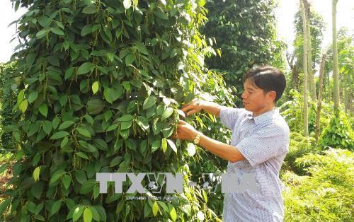 Vườn tiêu sản xuất theo quy trình GlobaGAP của gia đình ông Lâm Ngọc Nhâm (xã Hòa Hiệp, huyện Xuyên Mộc). Ảnh: Hoàng Nhị - TTXVN Vườn tiêu sản xuất theo quy trình GlobaGAP của gia đình ông Lâm Ngọc Nhâm (xã Hòa Hiệp, huyện Xuyên Mộc). Ảnh: Hoàng Nhị - TTXVN