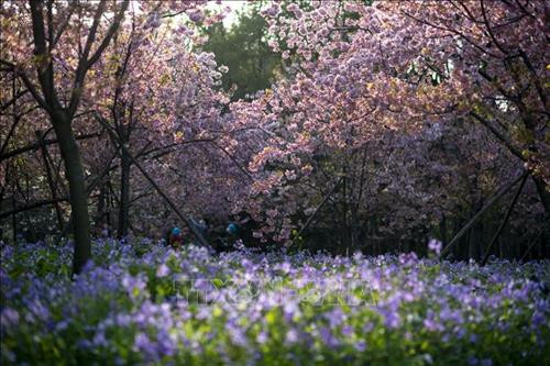 Hoa anh đào nở rộ tại khuôn viên trường Đại học Vũ Hán, tỉnh Hồ Bắc, Trung Quốc, ngày 16/3/2020. Ảnh: THX/ TTXVN Hoa Anh đào nở rộ tại Vũ Hán, tỉnh Hồ Bắc, Trung Quốc, ngày 14/3/2020. Ảnh: THX/TTXVN