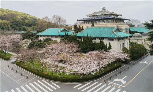 Hoa anh đào nở rộ tại khuôn viên trường Đại học Vũ Hán, tỉnh Hồ Bắc, Trung Quốc, ngày 16/3/2020. Ảnh: THX/ TTXVN Hoa Anh đào nở rộ tại Vũ Hán, tỉnh Hồ Bắc, Trung Quốc, ngày 14/3/2020. Ảnh: THX/TTXVN