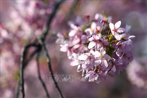 Hoa anh đào nở rộ tại khuôn viên trường Đại học Vũ Hán, tỉnh Hồ Bắc, Trung Quốc, ngày 16/3/2020. Ảnh: THX/ TTXVN Hoa Anh đào nở rộ tại Vũ Hán, tỉnh Hồ Bắc, Trung Quốc, ngày 14/3/2020. Ảnh: THX/TTXVN