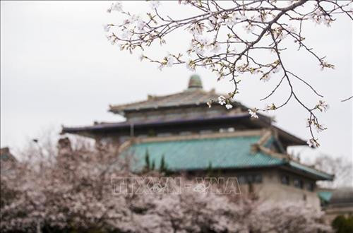 Hoa anh đào nở rộ tại khuôn viên trường Đại học Vũ Hán, tỉnh Hồ Bắc, Trung Quốc, ngày 16/3/2020. Ảnh: THX/ TTXVN Hoa Anh đào nở rộ tại Vũ Hán, tỉnh Hồ Bắc, Trung Quốc, ngày 14/3/2020. Ảnh: THX/TTXVN