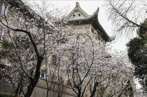 Hoa anh đào nở rộ tại khuôn viên trường Đại học Vũ Hán, tỉnh Hồ Bắc, Trung Quốc, ngày 16/3/2020. Ảnh: THX/ TTXVN Hoa Anh đào nở rộ tại Vũ Hán, tỉnh Hồ Bắc, Trung Quốc, ngày 14/3/2020. Ảnh: THX/TTXVN