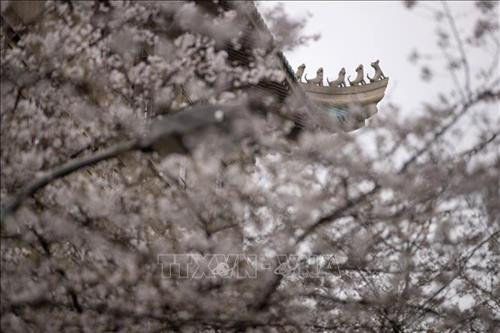Hoa anh đào nở rộ tại khuôn viên trường Đại học Vũ Hán, tỉnh Hồ Bắc, Trung Quốc, ngày 16/3/2020. Ảnh: THX/ TTXVN Hoa Anh đào nở rộ tại Vũ Hán, tỉnh Hồ Bắc, Trung Quốc, ngày 14/3/2020. Ảnh: THX/TTXVN