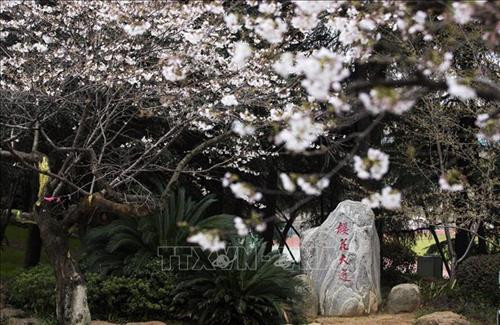 Hoa anh đào nở rộ tại khuôn viên trường Đại học Vũ Hán, tỉnh Hồ Bắc, Trung Quốc, ngày 16/3/2020. Ảnh: THX/ TTXVN Hoa Anh đào nở rộ tại Vũ Hán, tỉnh Hồ Bắc, Trung Quốc, ngày 14/3/2020. Ảnh: THX/TTXVN