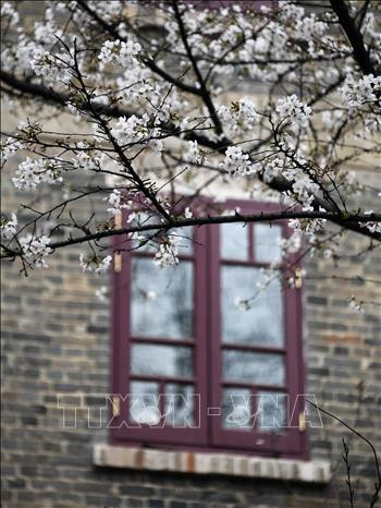 Hoa Anh đào nở rộ tại Vũ Hán, tỉnh Hồ Bắc, Trung Quốc, ngày 14/3/2020. Ảnh: THX/TTXVN