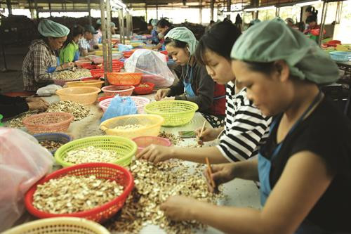 Phân loại sản phẩm tại một cơ sở chế biến hạt điều ở xã Ia Sol, huyện Phú Thiện. Ảnh: An Thành Đạt - TTXVN